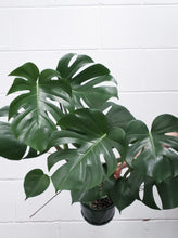 Load image into Gallery viewer, Monstera Deliciosa [sz:200mm]
