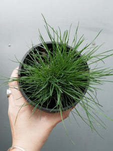 Festuca Glauca [sz:150mm]