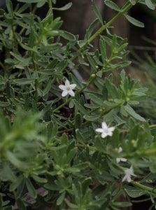 Myoporum Parvifolium [sz:140mm]