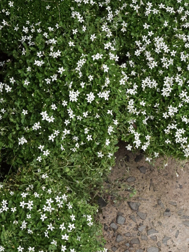 Pratia Pedunculata 