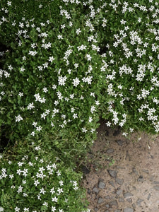 Pratia Pedunculata 