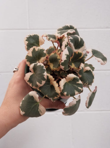 Saxifraga Stolonifera Variegated [sz:130mm]