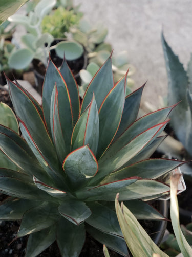 Agave 'blue Glow' [sz:300mm]