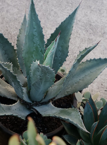 Agave 'americana' [sz:300mm]