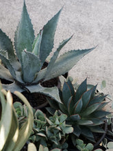 Load image into Gallery viewer, Agave &#39;americana&#39; [sz:300mm]
