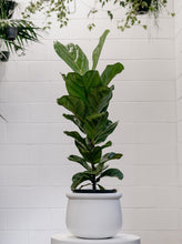 Load image into Gallery viewer, Ficus Lyrata [sz:200mm]
