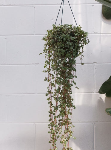 Pilea 'silver Sprinkles' [sz:140mm]