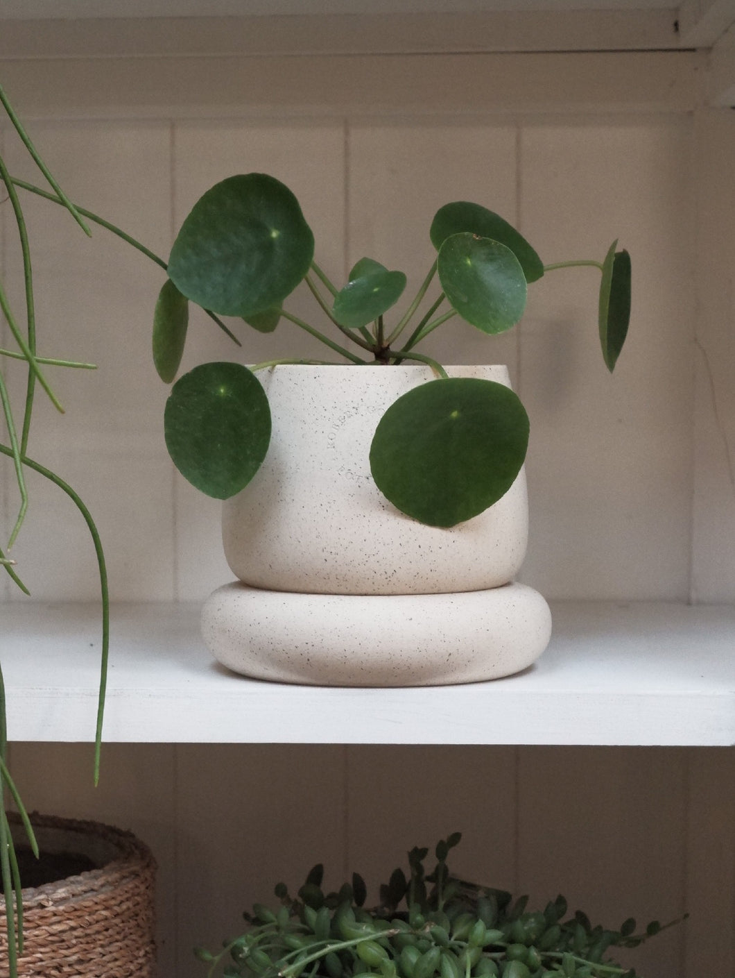 Pilea Peperomoides [sz:100mm]