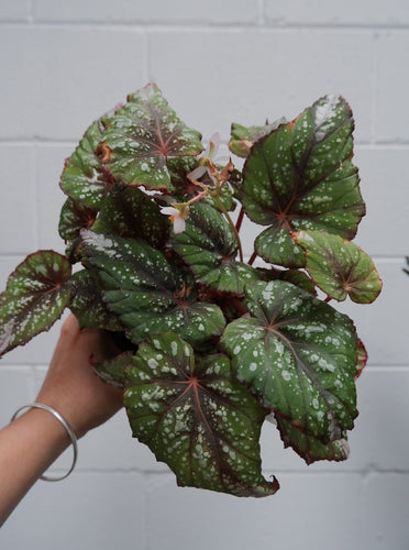 Begonia Rex 130mm 