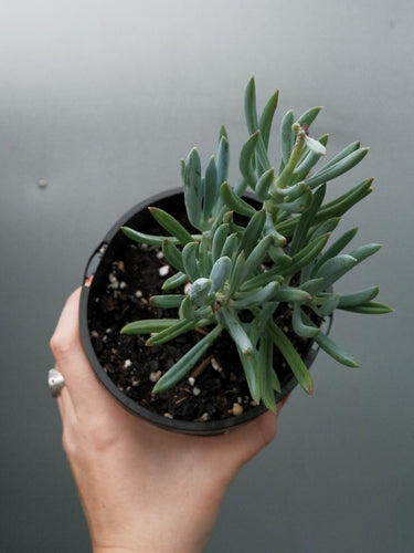 Senecio Mandraliscae 'blue Chalksticks' [sz:140mm]