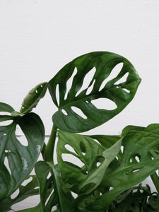 Monstera 'monkey Mask' [sz:175mm]