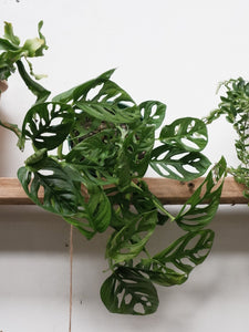 Monstera 'monkey Mask' [sz:175mm]