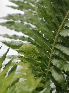 Blechnum 'silver Lady' [sz:130mm]