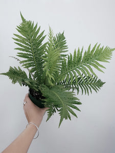 Blechnum 'silver Lady' [sz:130mm]