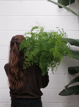 Load image into Gallery viewer, Maiden Hair Fern [sz:100mm]
