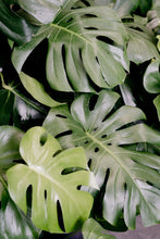 Load image into Gallery viewer, Monstera Deliciosa [sz:130mm]
