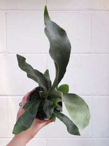 Platycerium 'elkhorn Fern' [sz:130mm]