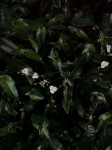 Bridal Veil [sz:250mm]