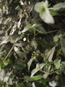 Bridal Veil [sz:250mm]