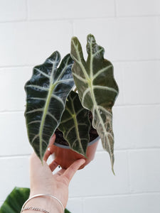 Alocasia 'amazonica Dwarf' [sz:120mm]