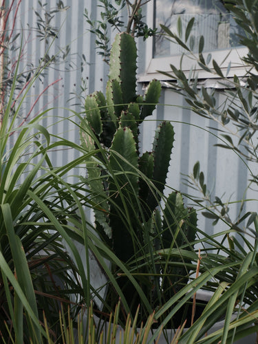 Euphorbia Acruensis 'cowboy' [sz:300mm]