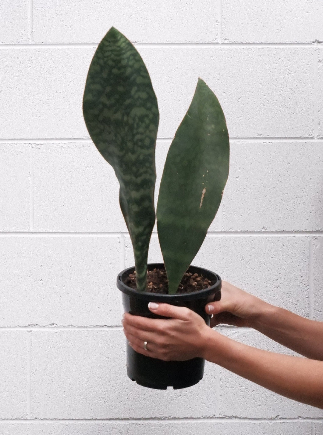 Sanseveria 'whale Fin' [sz:large]