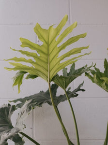 Philodendron 'hope' [sz:180mm]