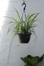 Load image into Gallery viewer, Chlorophytum Comosum [sz:200mm]
