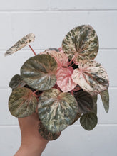 Load image into Gallery viewer, Peperomia Caperata &#39;pink Lady&#39; [sz:130mm]
