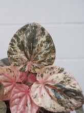 Load image into Gallery viewer, Peperomia Caperata &#39;pink Lady&#39; [sz:130mm]
