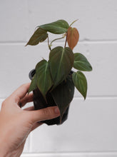 Load image into Gallery viewer, Philodendron Micans [sz:100mm]
