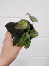 Load image into Gallery viewer, Philodendron Micans [sz:100mm]
