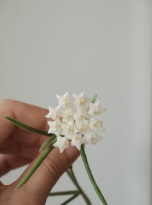 Hoya Linearis 70mm