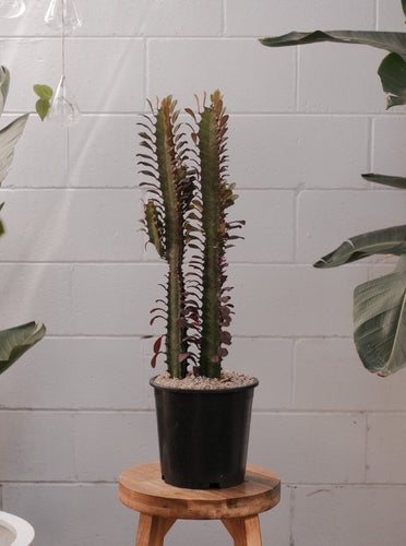 Euphorbia Trigona Red Devil 190mm