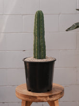 Load image into Gallery viewer, Echinopsis Pachanoi 190mm
