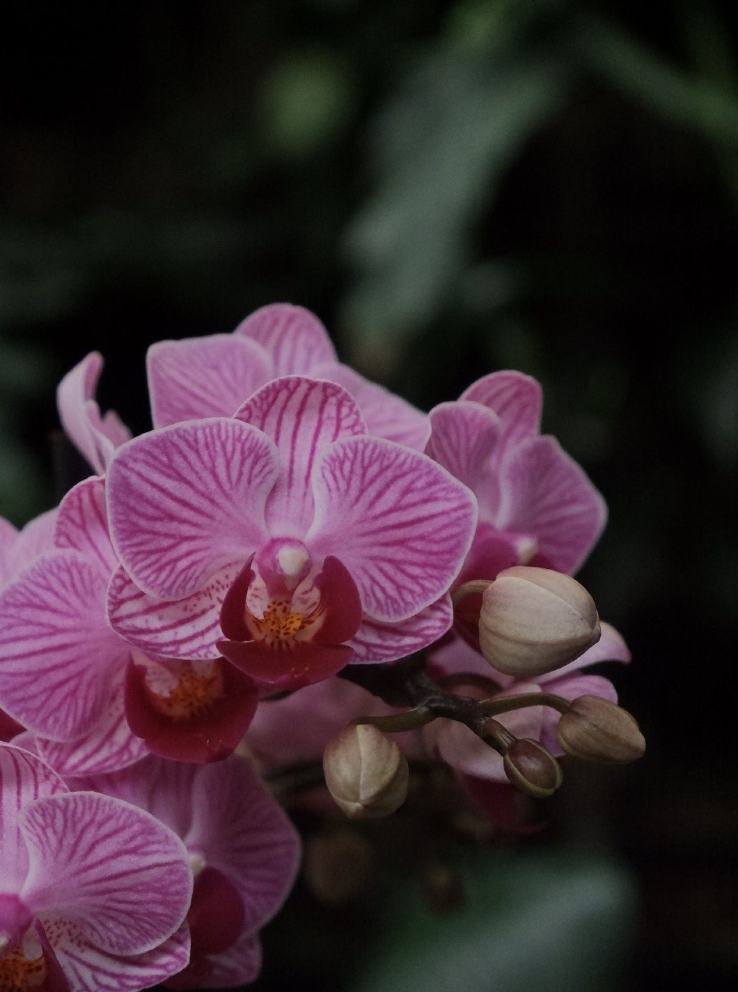 Phaleonopsis 'moth Orchid' [sz:small   Cl:purple]