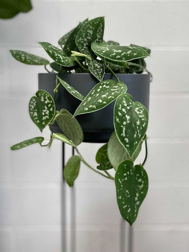 Scindapsus Pictus 'satin Pothos' [sz:100mm]