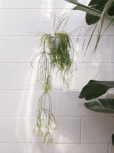 Load image into Gallery viewer, Rhipsalis Campos Portoana [sz:160mm]
