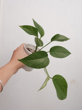 Load image into Gallery viewer, Epipremnum Aureum &#39;devils Ivy&#39; [sz:100mm]
