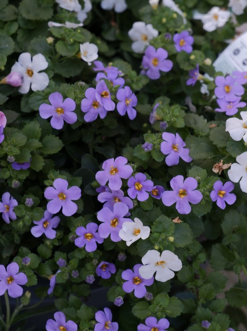 Bacopa Colossal