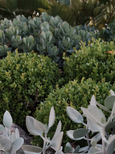 Buxus Microphylla 'japonica Balls' [sz:300mm]