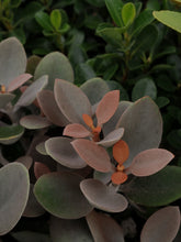 Load image into Gallery viewer, Kalanchoe &#39;copper Spoons&#39; [sz:270mm]
