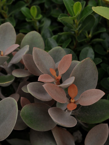 Kalanchoe 'copper Spoons' [sz:270mm]