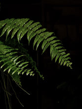 Load image into Gallery viewer, Nephrolepis &#39;macho Fern&#39; [sz:250mm]
