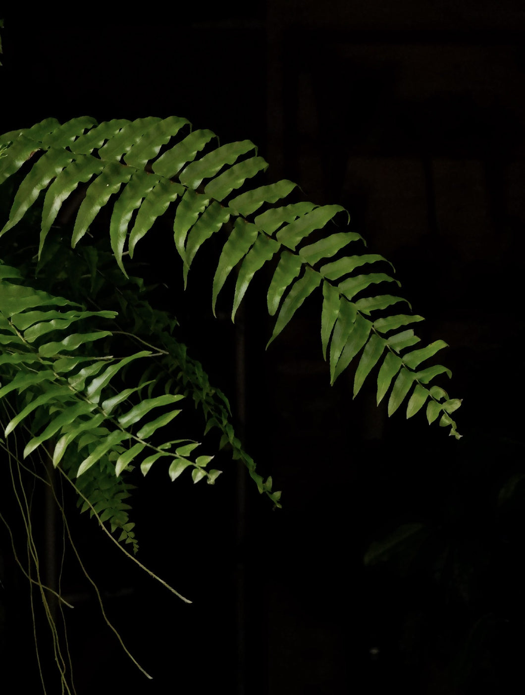 Nephrolepis 'macho Fern' [sz:250mm]