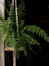 Load image into Gallery viewer, Nephrolepis &#39;macho Fern&#39; [sz:250mm]
