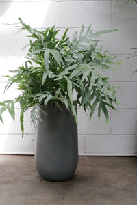 Phlebodium Aureum 'blue Star Fern' [sz:160mm]