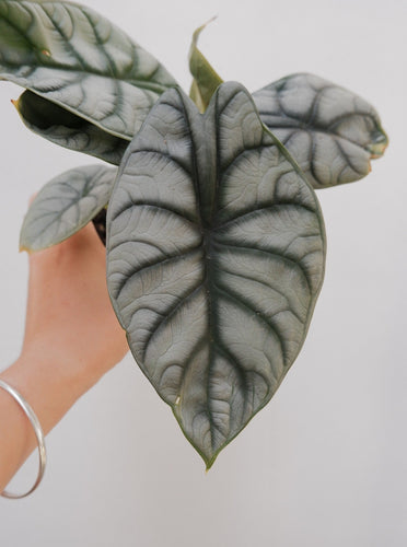 Alocasia 'silver Dragon' [sz:120mm]