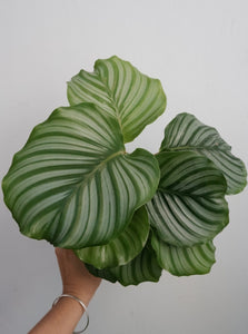 Calathea Orbifolia [sz:200mm]