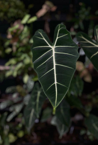 Alocasia 'green Velvet' [sz:130mm]